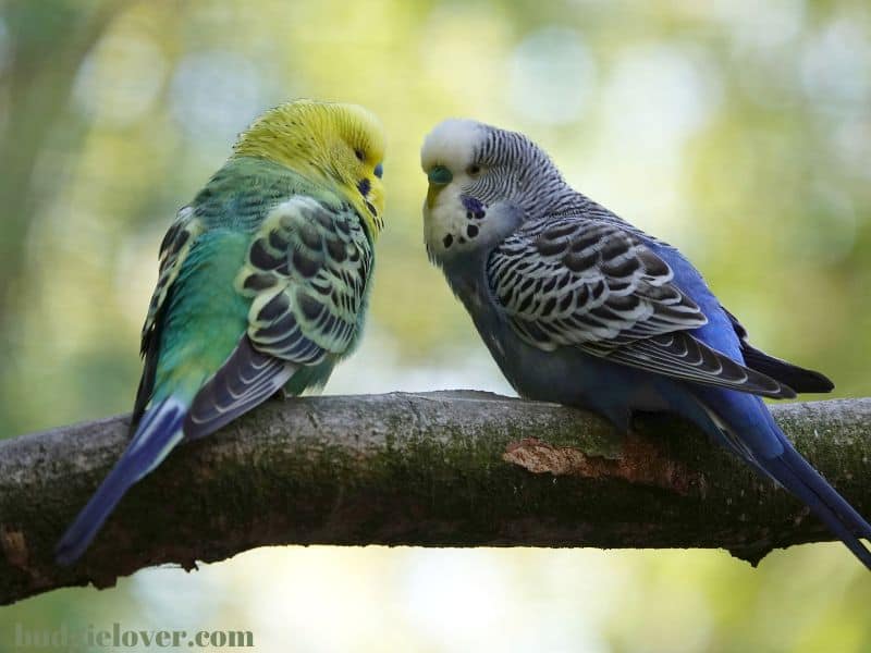 2 budgies sitting on a branch
